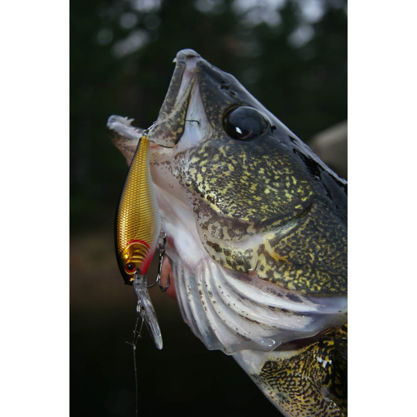 Berkley Flicker Shad Fishing Lure, HD Smelt, 5/16 oz, 2 3/4in | 7cm Crankbaits, Size, Profile and Dive Depth Imitates Real Shad, Equipped with Fusion19 Hook