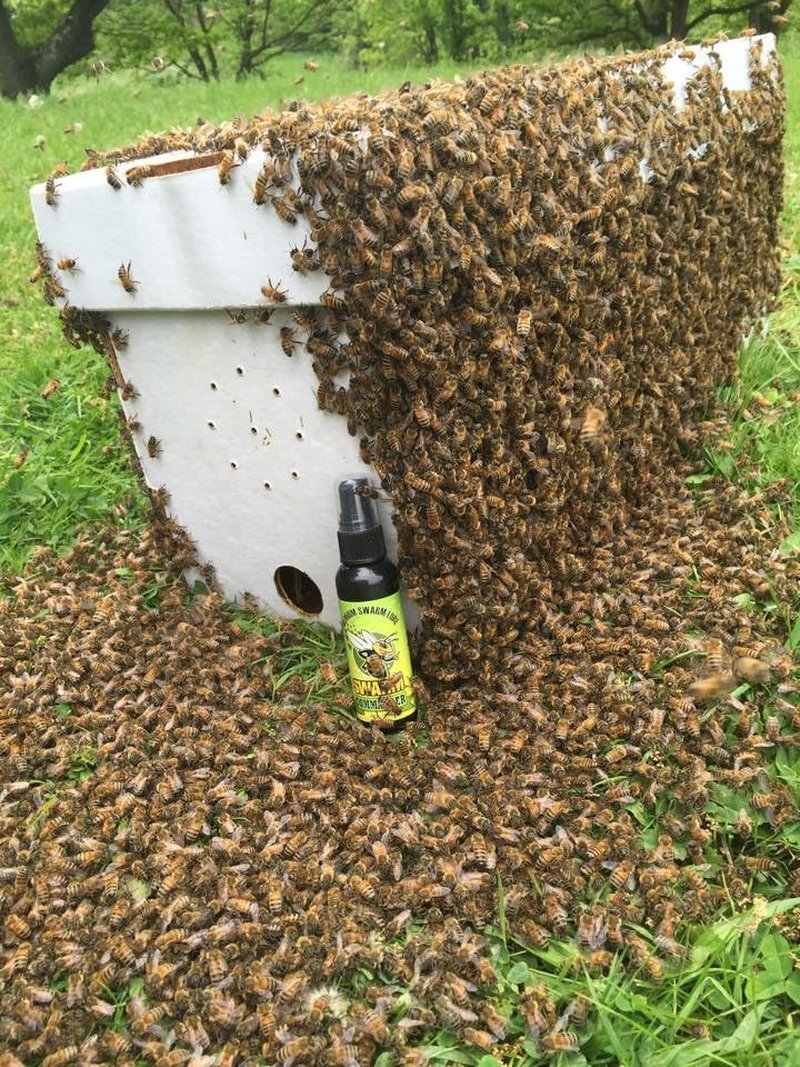 Swarm Lure Spray - 2oz High Mist Insect Attractant for Effective Trapping