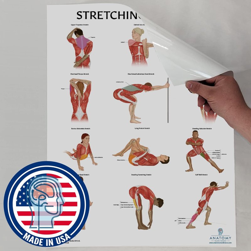 Anatomy Lab Stretching Anatomy Poster - Laminated Fitness Chart for Education | 17.3 x 22.5 Inches