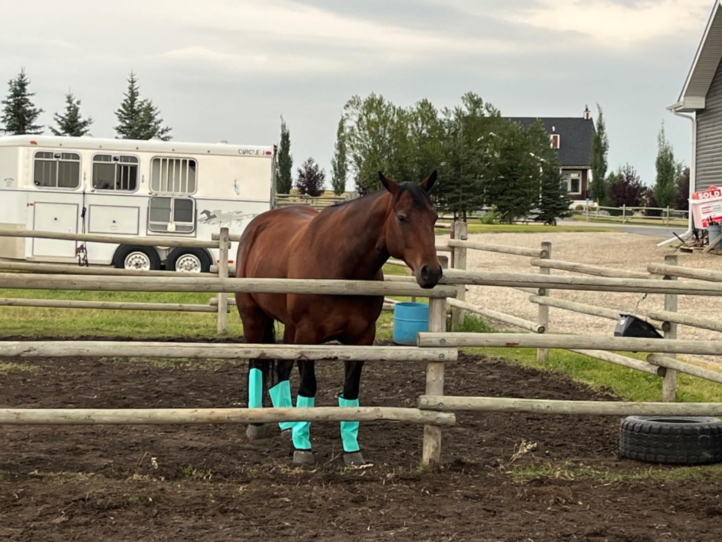 Horse Fly Boots, Loose Fitting & Non-Slip, Breathable Mesh Fly Boots for Horse Leggings Reduce Stomping (4Pack-M Size-Mint)