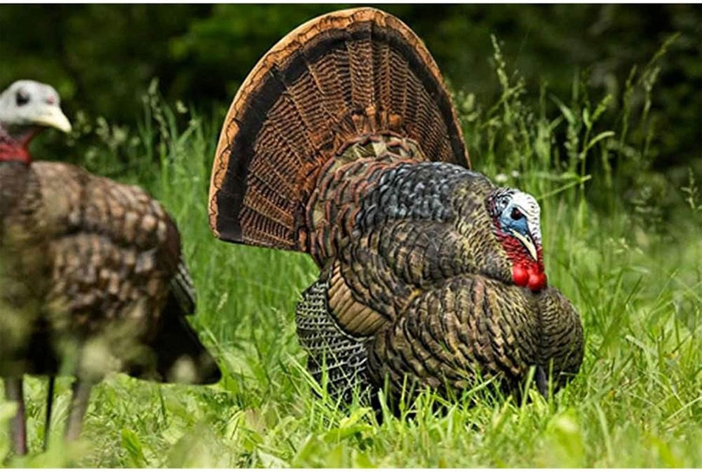 Avian-X LCD Strutter Turkey Decoy - Realistic Collapsible Design with Carry Bag & Stake | AVX8004