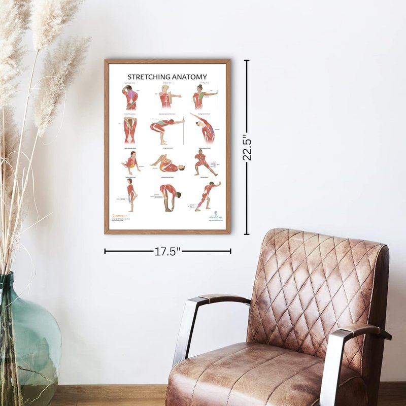 Anatomy Lab Stretching Anatomy Poster - Laminated Fitness Chart for Education | 17.3 x 22.5 Inches