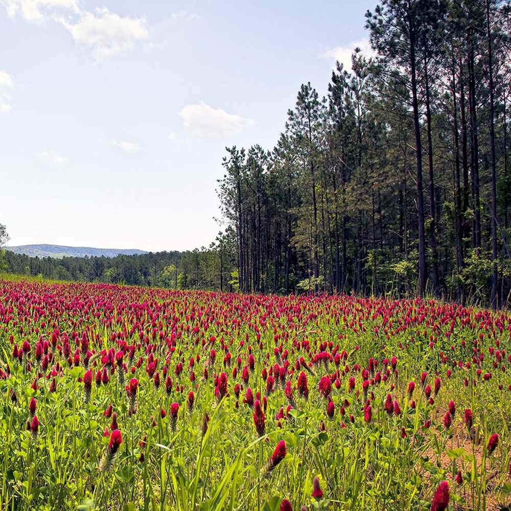 Outsidepride Crimson Clover Seeds - 2 lbs. Annual, Nitrocoated, & Inoculated Ground Cover Seeds, Ideal Clover Seed for Lawn, Cover Crop, Pasture, Hay, Green Manure & Wildlife Forage