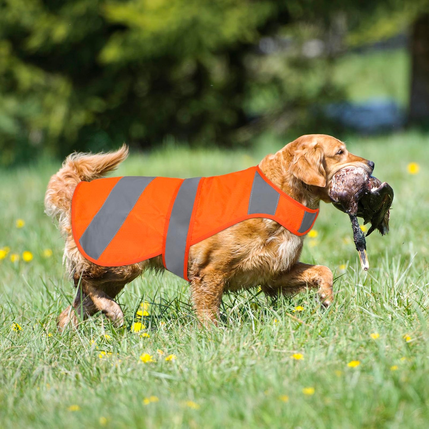 Orange High Visibility Safety Dog Vest, Hunting Jacket, Adjustable Soft Reflective Coat for Small Medium Large Dogs