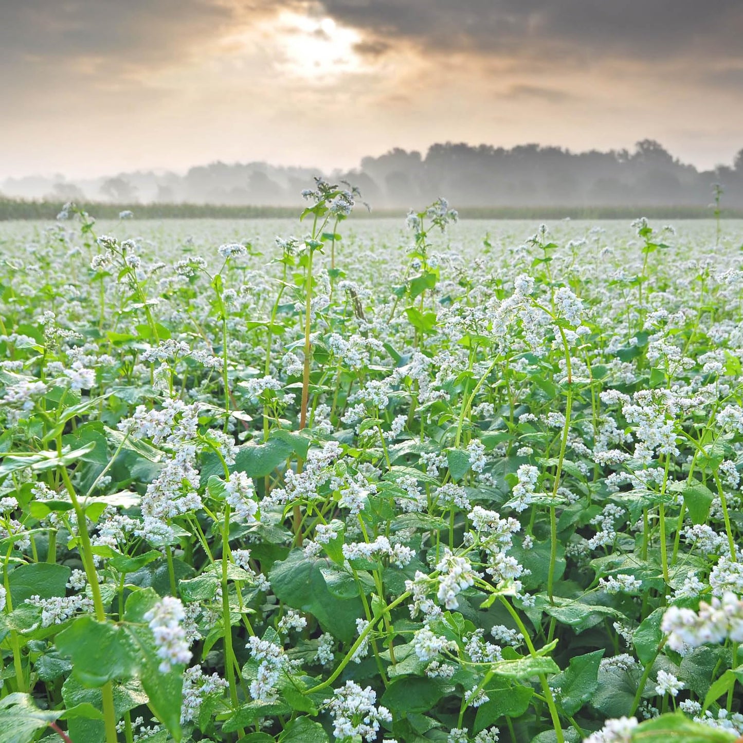 Outsidepride Buckwheat Seeds - 1lb Annual, Fast-Growing, Easy to Grow Buckwheat Cover Crop Seeds for Green Manure, Bee Pasture & Pollinators, Wildlife Habitat, Soil Improvement, and Erosion Control