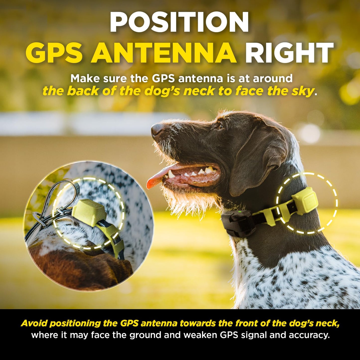 Dogtra GPS Dog Fence & Titanium Enhanced Contacts | No Subscription, Wireless Custom Fence with App, Tone/Vibration/Correction, Waterproof Rechargeable Collar 15lbs+, Better Comfort & Connection