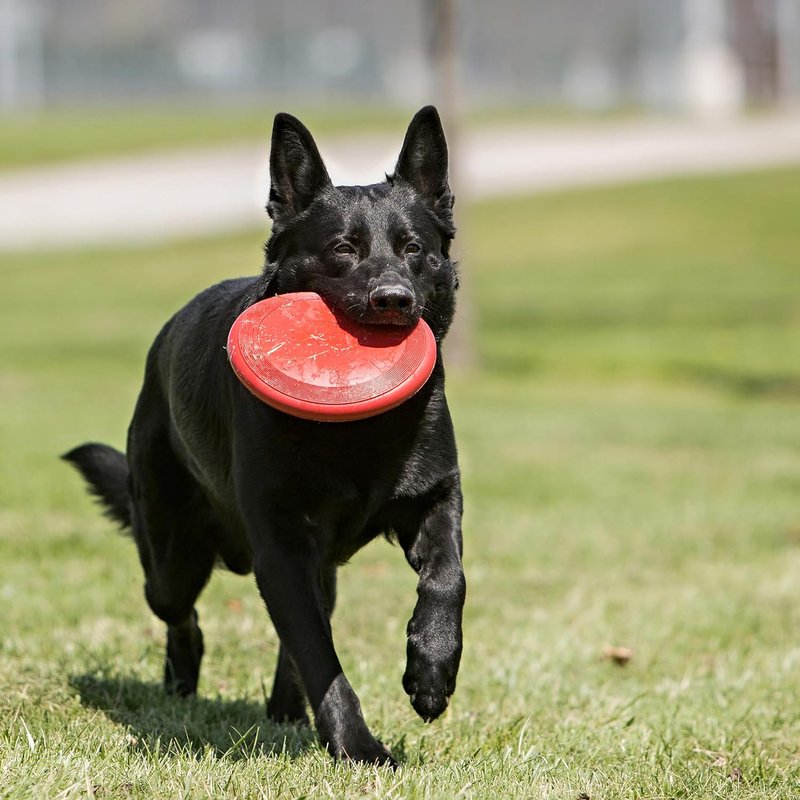 KONG Flyer Dog Toy - Durable Natural Rubber Flying Disc for Fetch | Ideal for Medium/Large Dogs