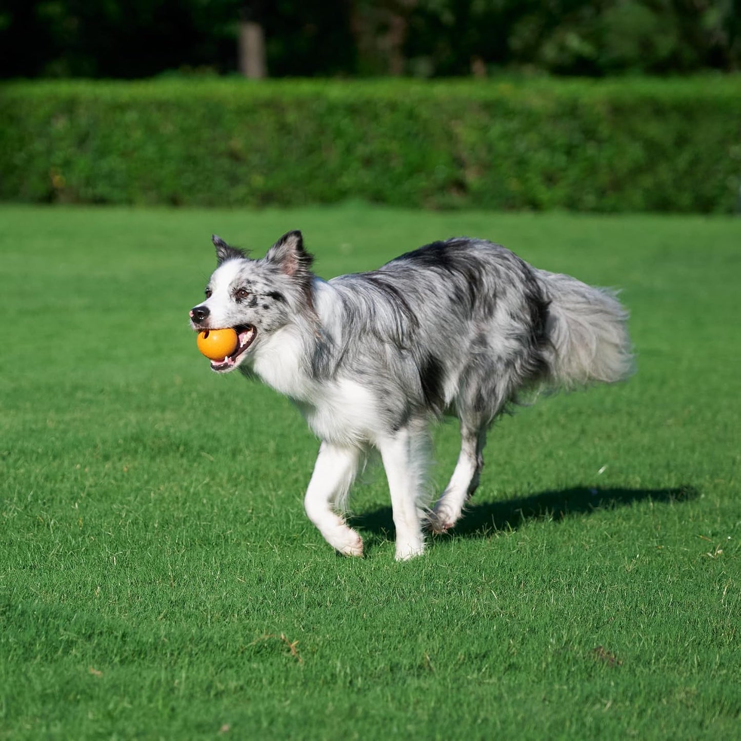 Interactive Bouncy Rubber Dog Toy Balls - Durable 2.5 Inch Pet Balls | Blue & Orange, Pack of 3