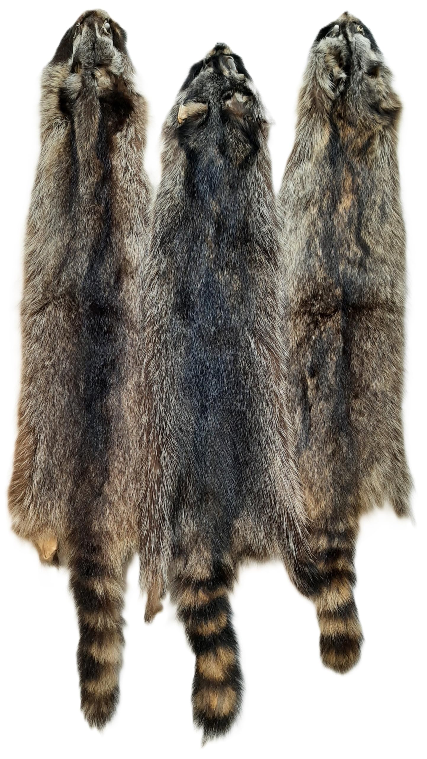 Dakotaline Furs Raccoon Pelt/Hide : (36" Medium Grade) : Genuine Real Fur Pelt Tanned for Sewing, Garments, Apparel, Craft, Decoration, and Display