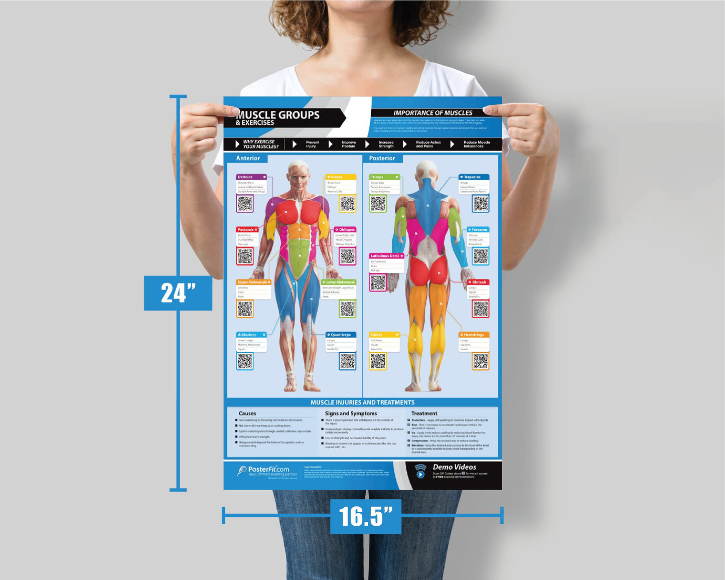 Workout Posters for Home Gym (Set of 13) - Large 24" x 16.5" - Muscle Group Gym Poster - FREE Video Training Support - Exercise Posters - Gym or Home Workout Chart