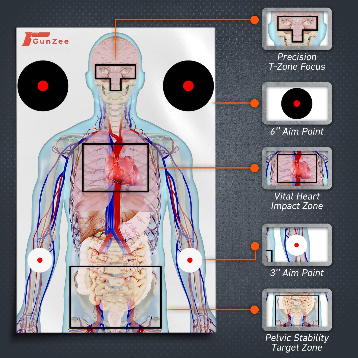 GunZee Anatomical Shooting Targets, 22" x 34" Paper Anatomy Targets for Shooting Range, Ideal for Handgun, Airsoft Pistol, Rifle, BB Gun, Pellet Gun Practice, Tactical & Self-Defense Training, 25-Pack