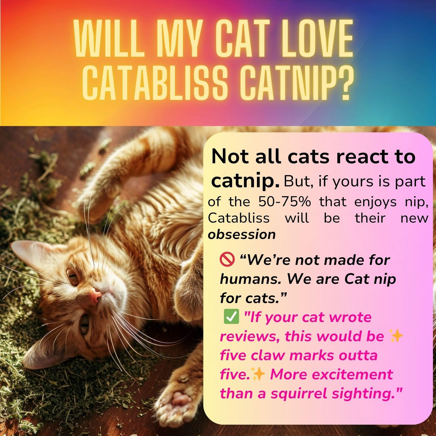 catabliss Catnip for Cats – 1oz Jar - 100% Essential Natural Cat Nip Herb Resealable Jar - Fresh Aroma Stimulates Activity & Enhancing Play for Indoor Cats - Great for Cat Nip Toys, Play & Training