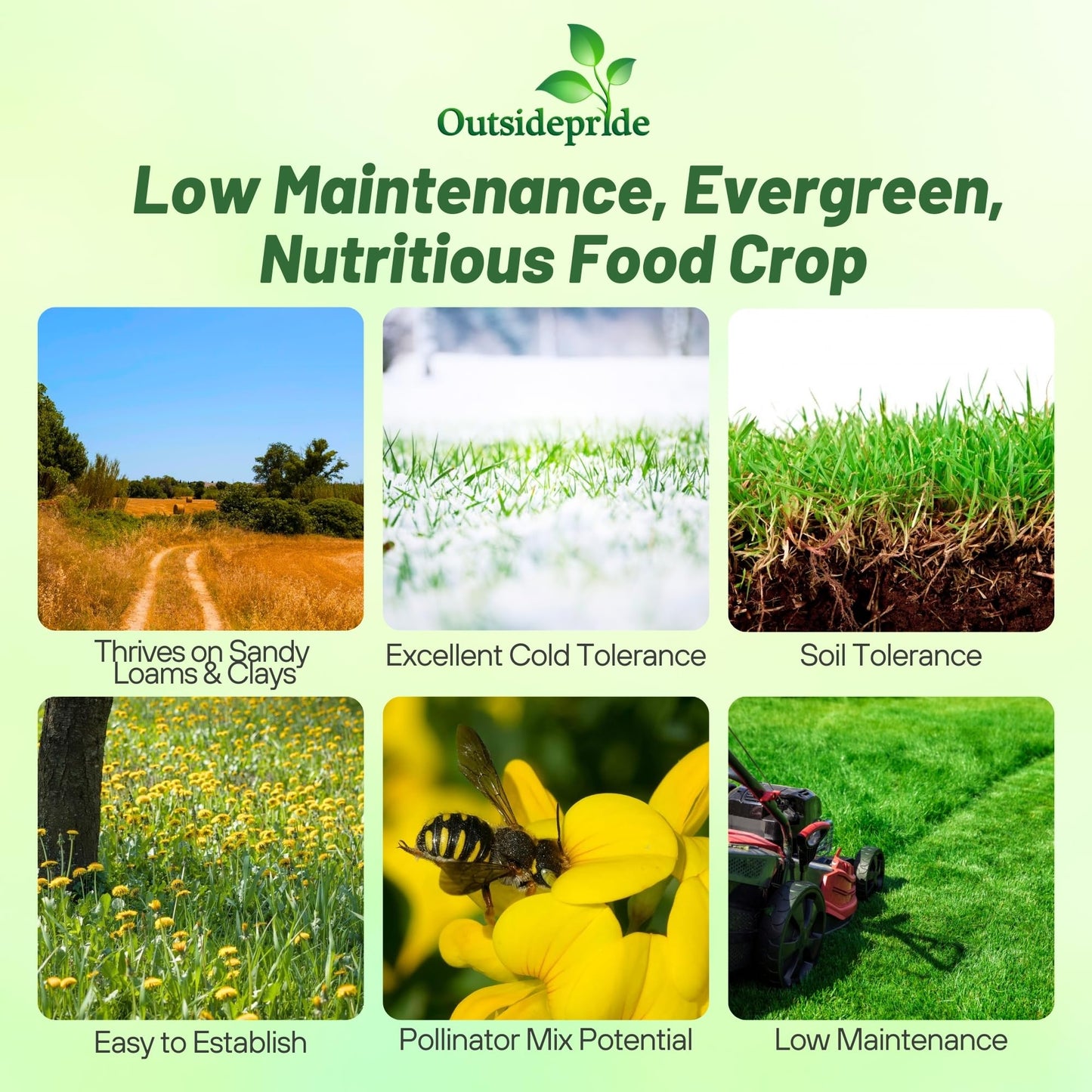 Outsidepride Perennial Birdsfoot Trefoil Seed - 10 lbs Nitrocoated, Inoculated, Winter Hardy, High Protein Forage Legume Seeds for Pasture, Hay, Silage Production & Livestock Grazing