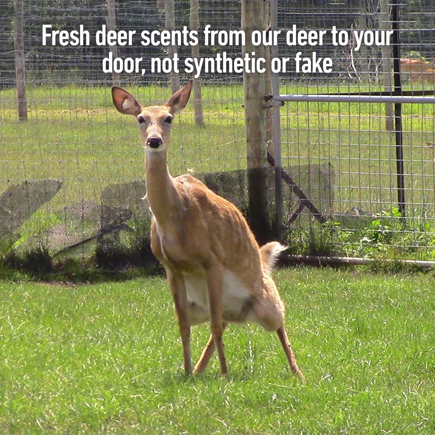 Doe Estrus Hunting Spray - Certified Peak Doe Urine | Whitetail Deer Attractant for Effective Hunting