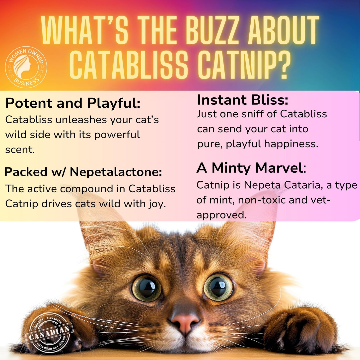 catabliss Catnip for Cats – 1oz Jar - 100% Essential Natural Cat Nip Herb Resealable Jar - Fresh Aroma Stimulates Activity & Enhancing Play for Indoor Cats - Great for Cat Nip Toys, Play & Training
