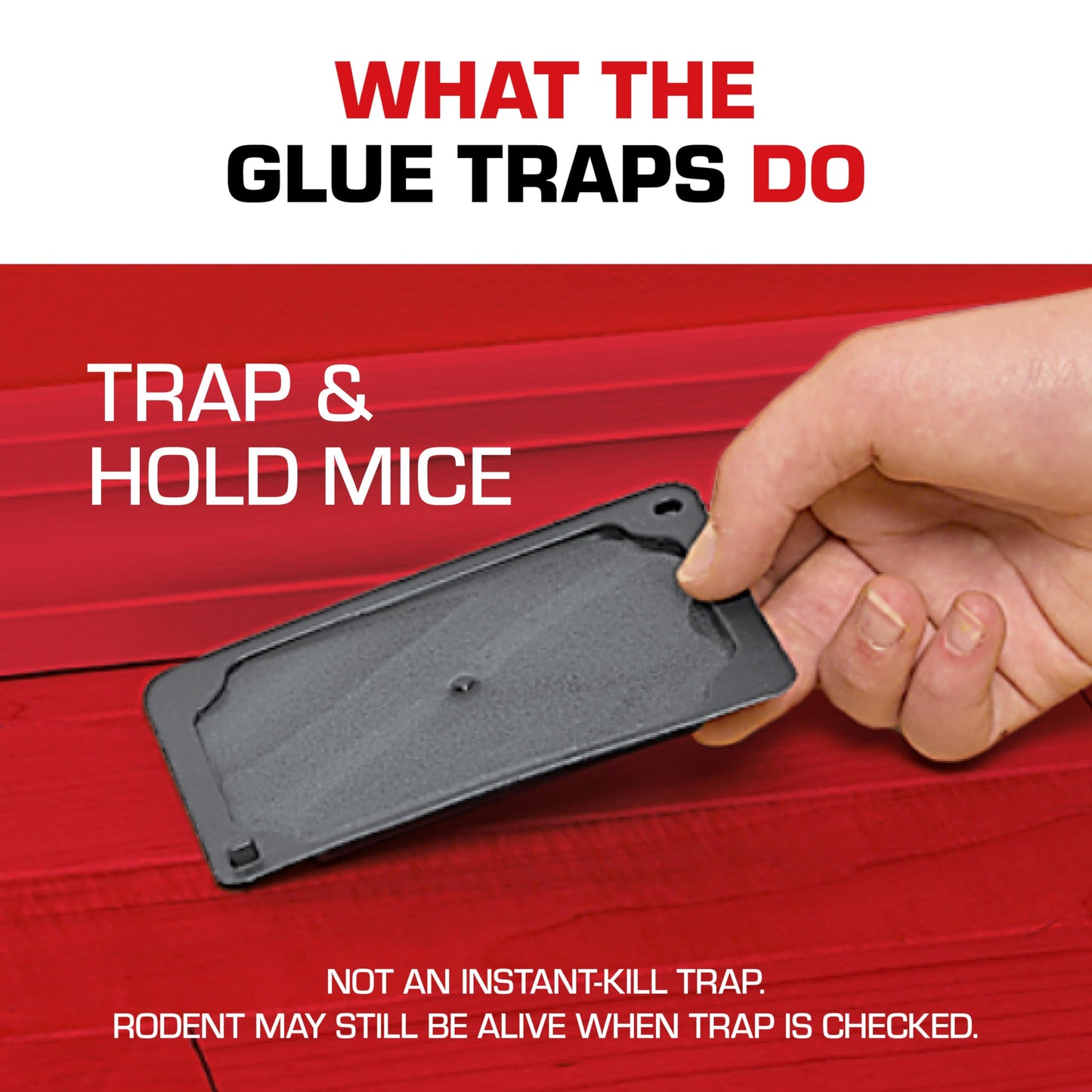 Tomcat Glue Traps Mouse Size with Eugenol for Enhanced Stickiness, 6 Traps