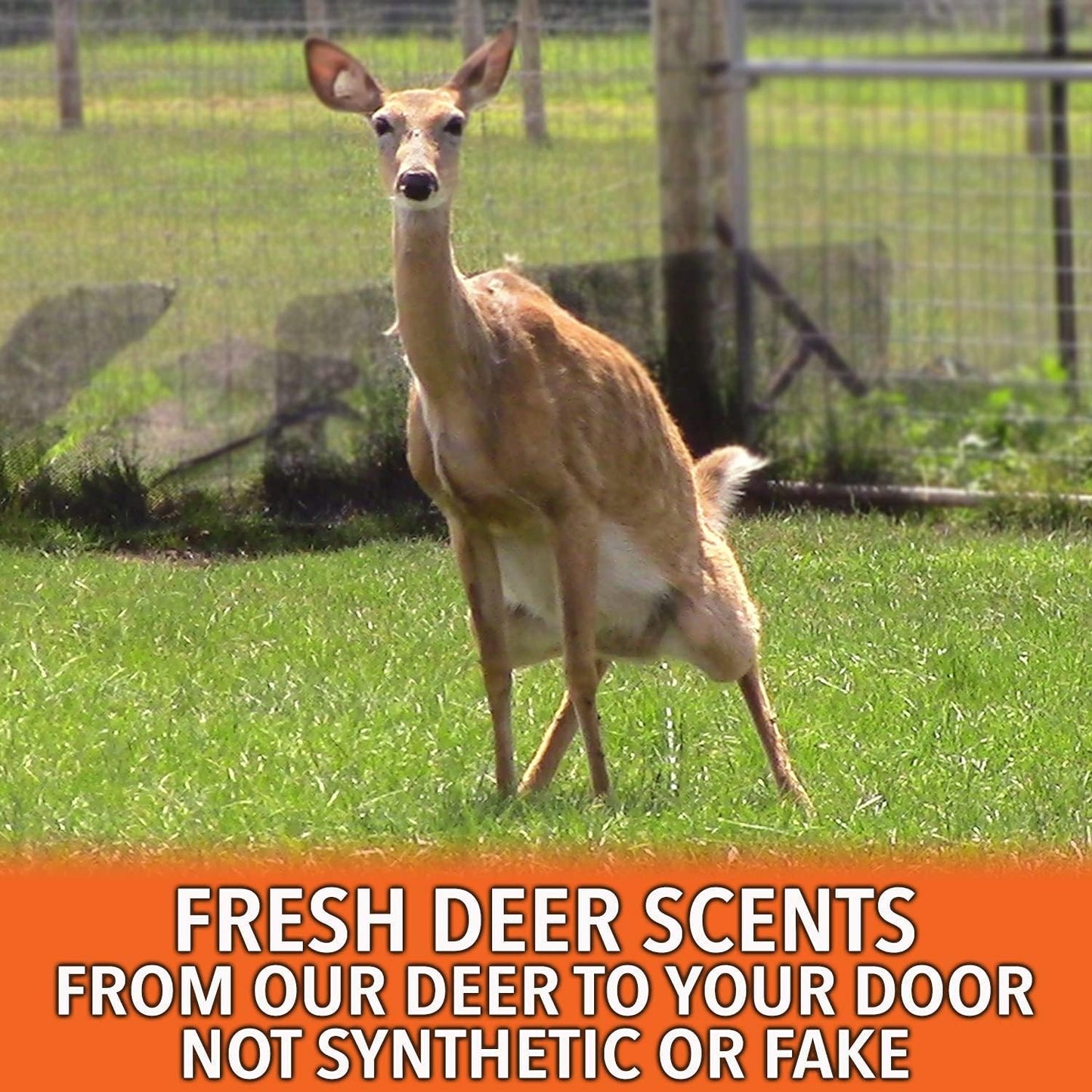 Nationwide Scents Scrape Lure for Hunting | 8 oz | 1 Bottle | Buck Attractants for Whitetail Deer | Deer Pee Scents & Attractants