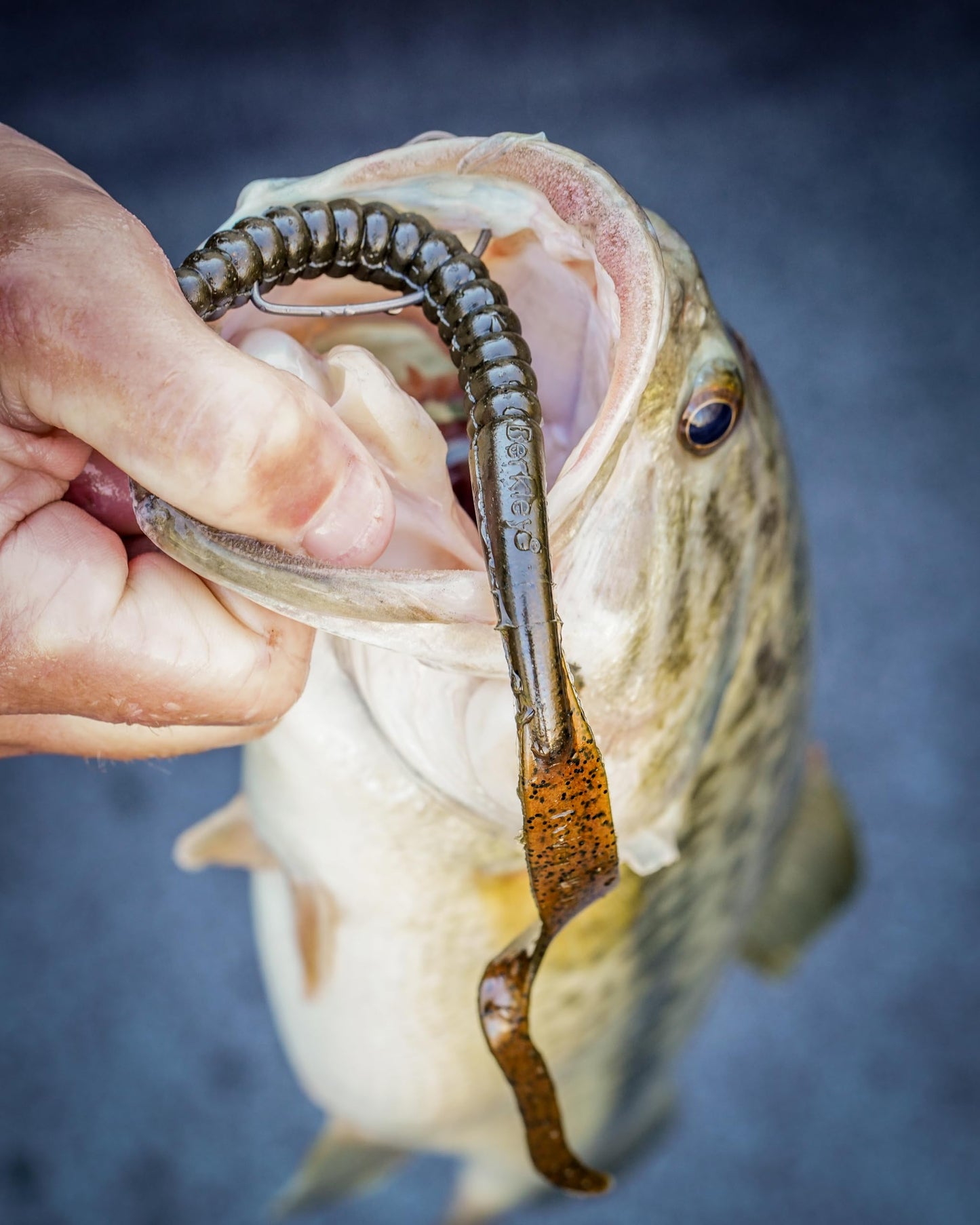 Berkley PowerBait® Power Worm Fishing Bait, Plum, 7in | 18cm, Irresistible Flavor, Classic Curly Tail Worm Profile, Ideal for Spring, Summer and Fall Fishing