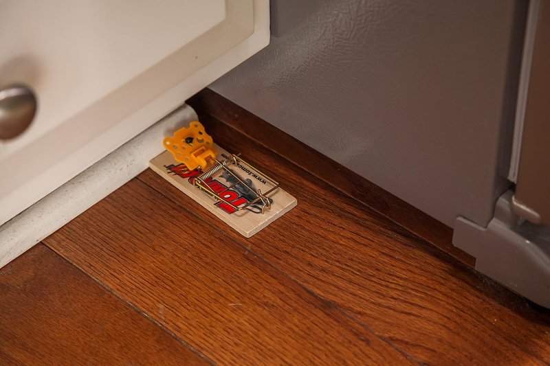 Tomcat Wooden Mouse Traps - Non-Chemical, Disposable Traps for Homes | 4 Count (Pack of 3)