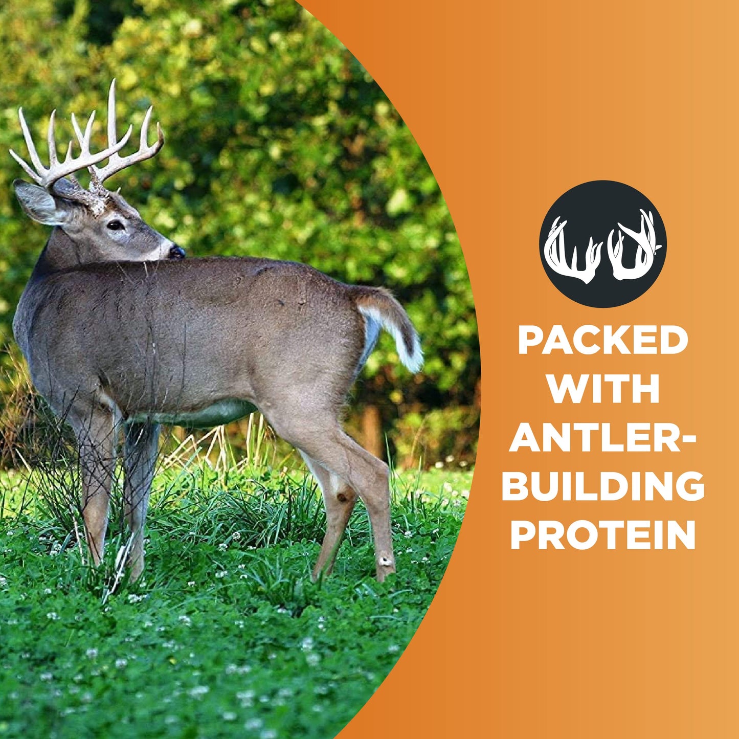 Whitetail Institute Imperial Clover Deer Food Plot Seed for Spring or Fall Planting, Promotes Antler Growth and Attracts Deer, Heat, Cold and Drought Tolerant, 2 lbs (.25 Acres), White