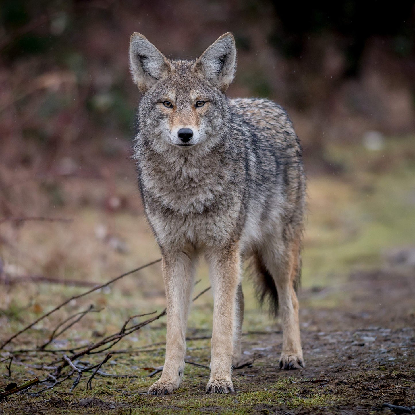 16 oz Coyote Urine- Protect Your Garden with Real Predator Urine, an American Heritage Industries Product