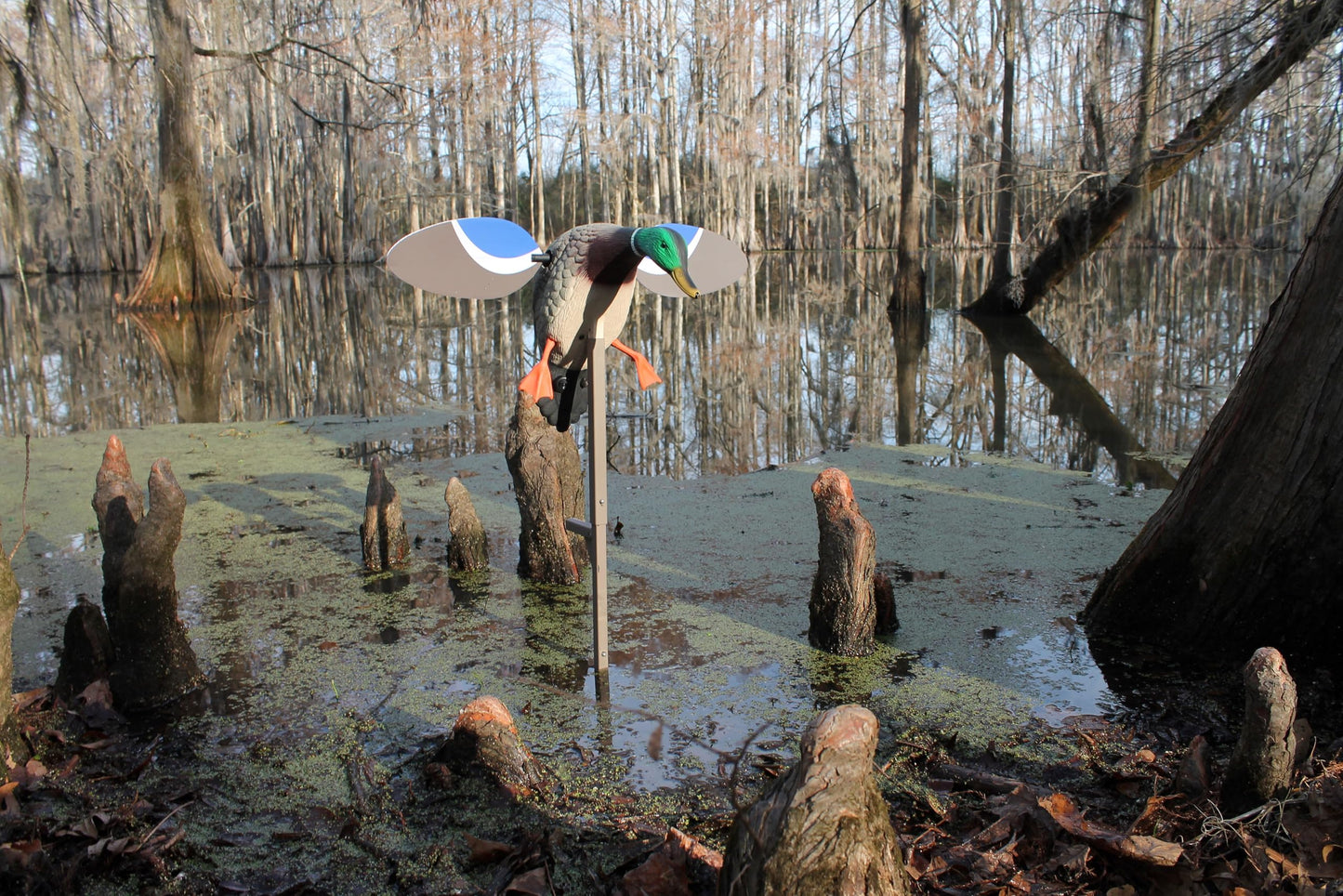 MOJO Outdoors Baby Mallard Drake Spinning Wing Decoy - Premium Waterfowl and Duck Hunting Decoy
