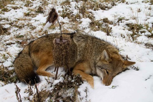 MOJO Outdoors Critter Predator Hunting Decoy - Great for Coyote and Bobcat Hunting and as a Varmint Decoy - Tail Decoy - Rabbit Decoy - Super Critter