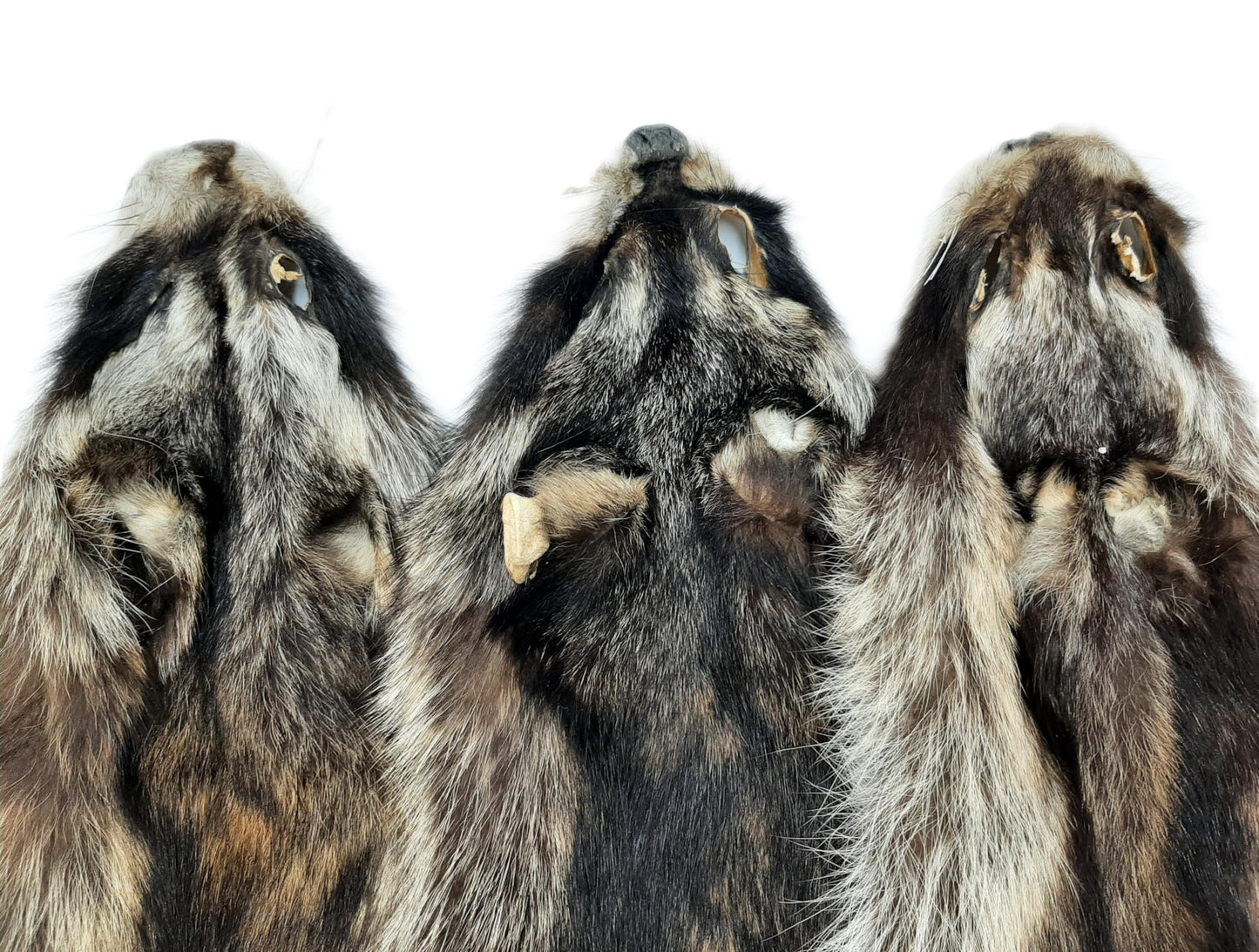 Dakotaline Furs Raccoon Pelt/Hide : (36" Medium Grade) : Genuine Real Fur Pelt Tanned for Sewing, Garments, Apparel, Craft, Decoration, and Display