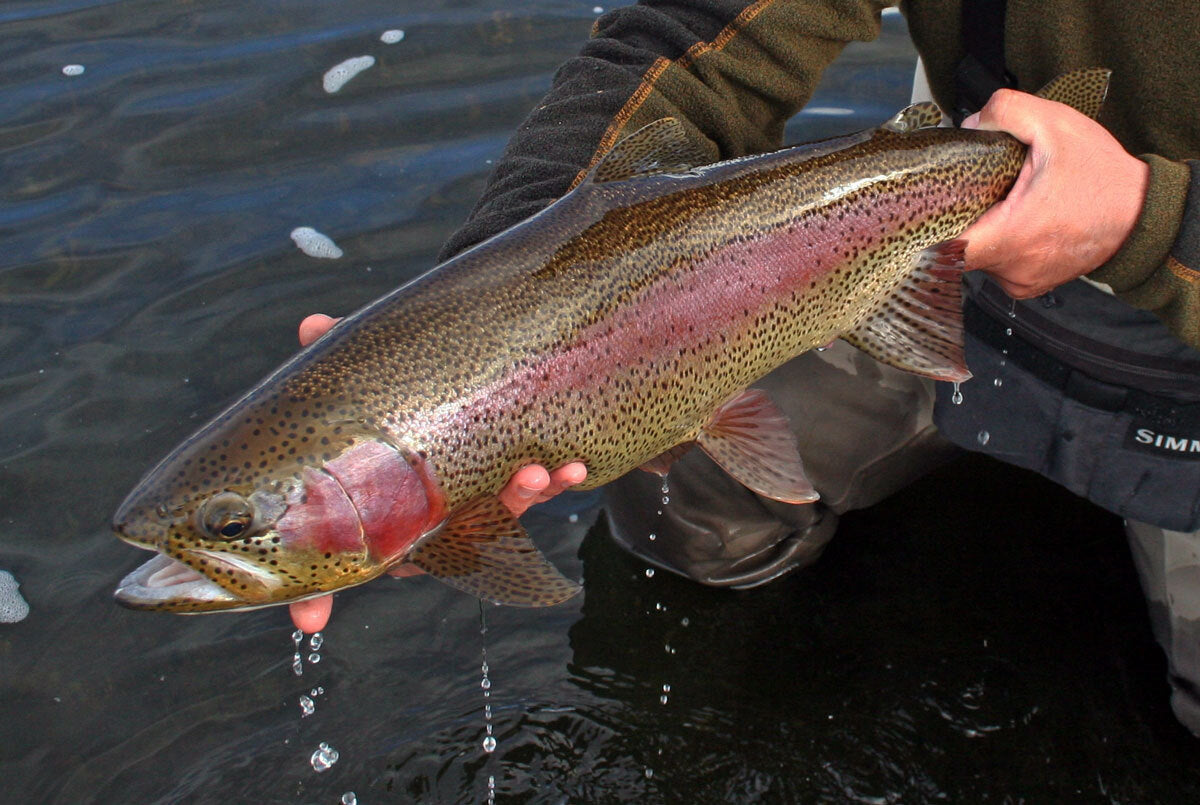 Premium Tungsten Nymphs Fly Fishing Flies for Trout - Multiple Hook Sizes