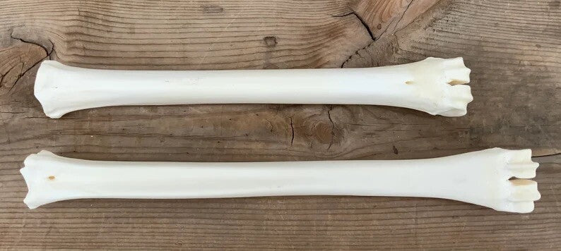 Deer Leg Cannon Bones - 8-11 Inch Metacarpal & Metatarsal Bones for Crafts