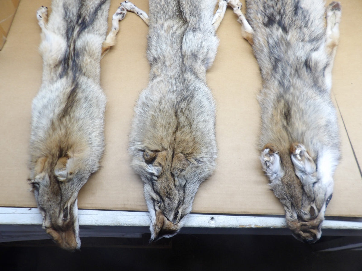 Prime XL Semi-Heavy Coyote Hide with Full Tail & All 4 Feet Wall Decor