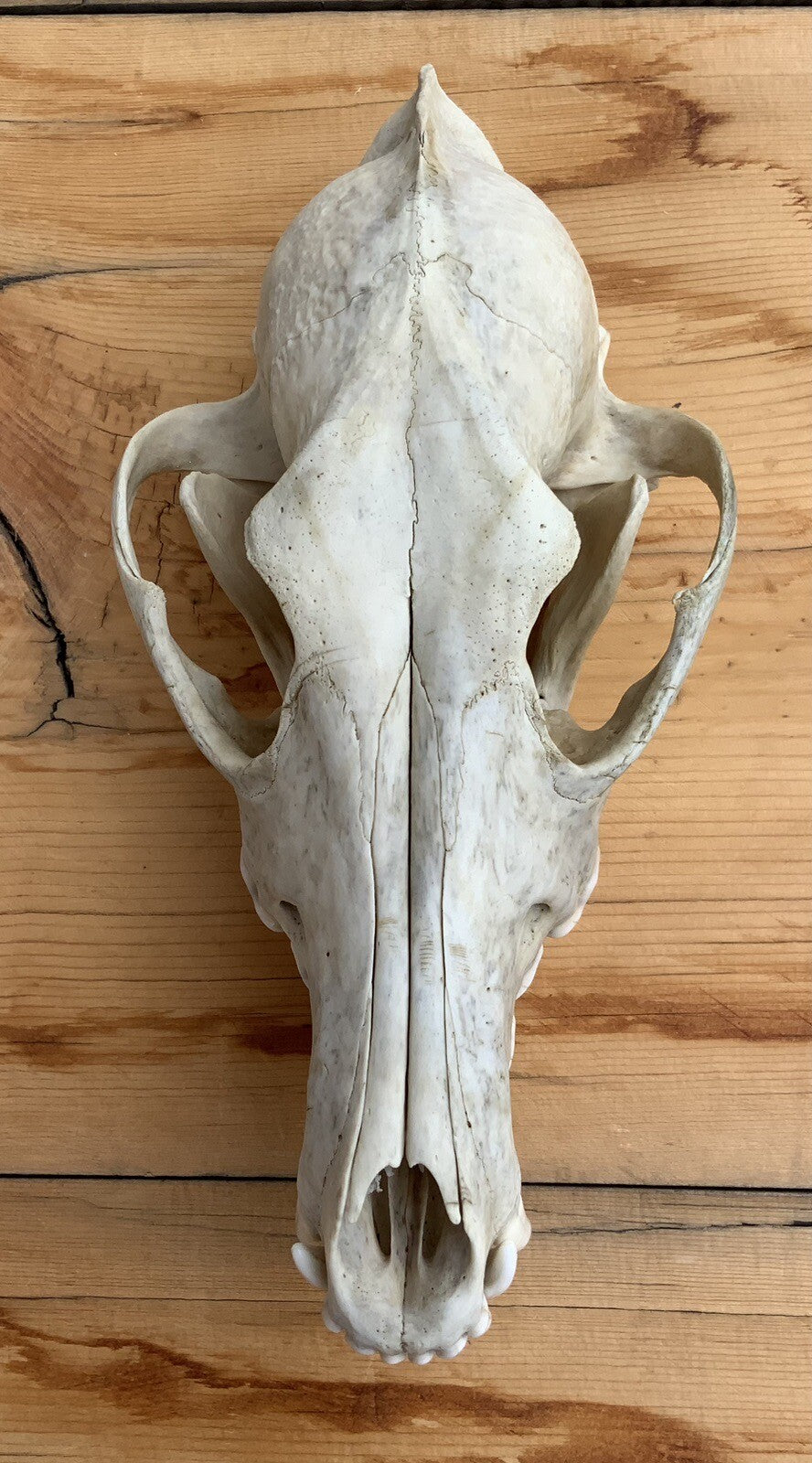 Authentic Montana Coyote Skull - Nature Cleaned, Real Taxidermy Display