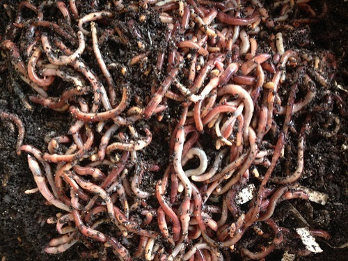 European Nightcrawlers Live Bait with Coco Coir & Worm Chow - Multiple Sizes