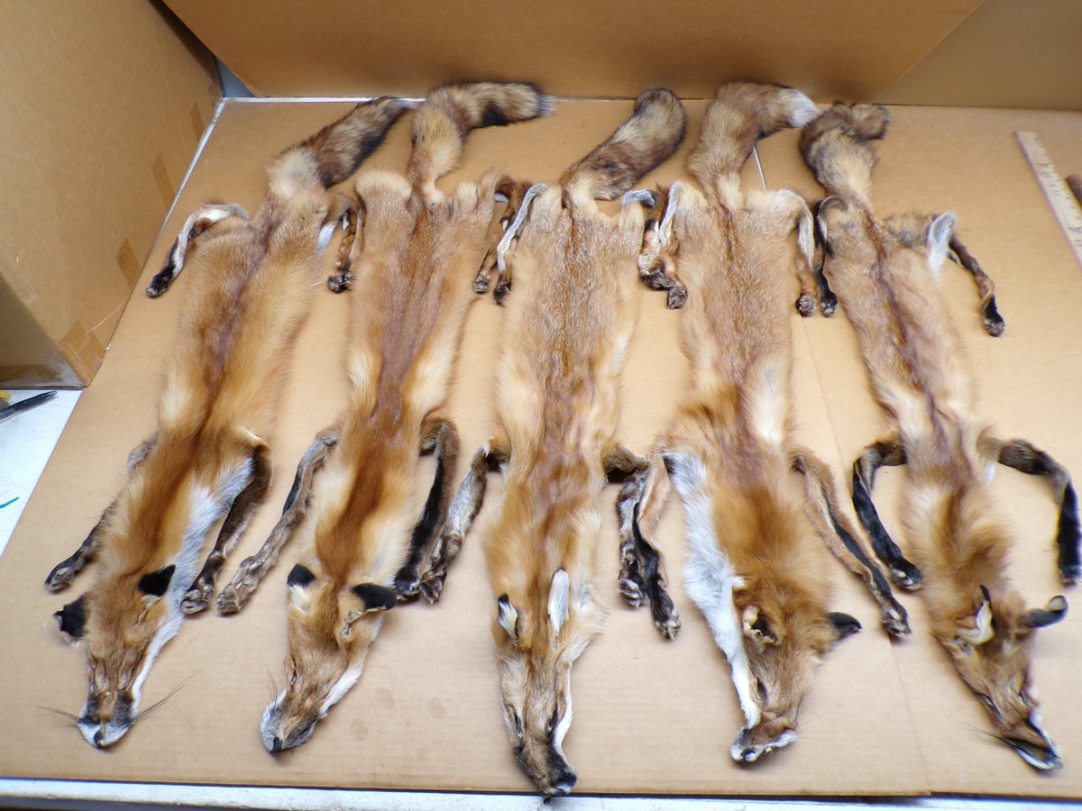 Red Fox Fur Hides with 4 Feet Attached - Tanned Wall Decor & Craft Material