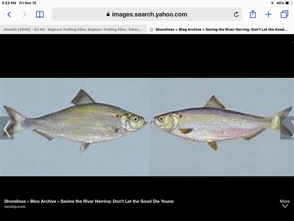 Salmon Trolling Flies Pack of 3 Unrigged Real Alewife Series for Fishing