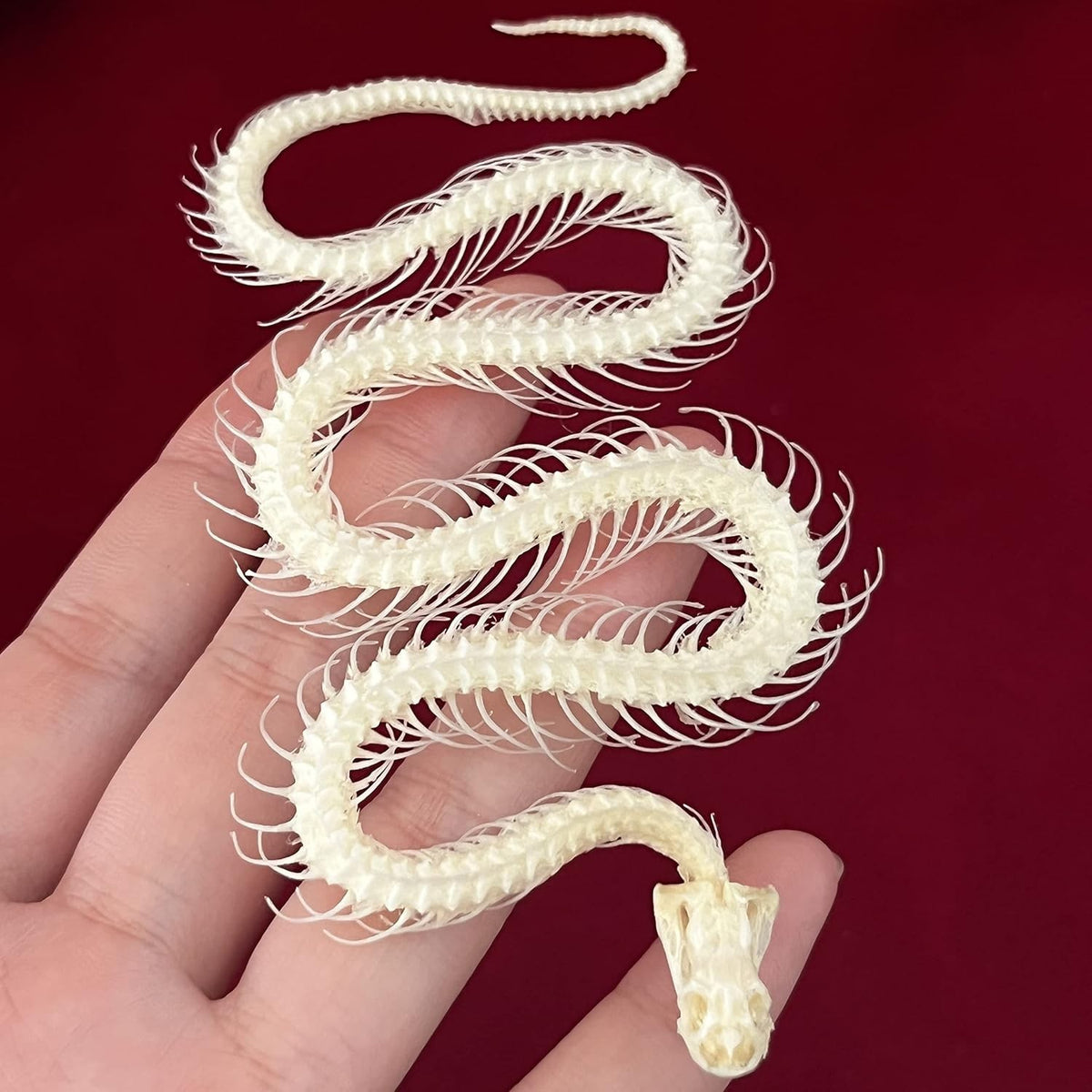 Real Animal Skull Snake Skeleton for Education & Home Décor - Professionally Cleaned