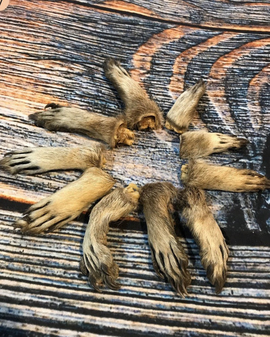 10 Real Raccoon Feet for Taxidermy Art & Craft Projects - Dried & Cured
