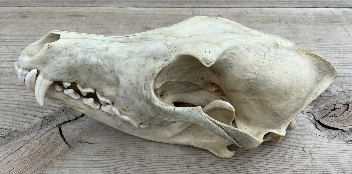 Authentic Montana Coyote Skull - Nature Cleaned, Real Taxidermy Display