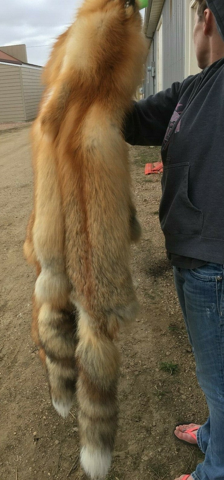 Heavy Red Fox Pelts for Crafts & Decor - Imperfect Grade, Western Region