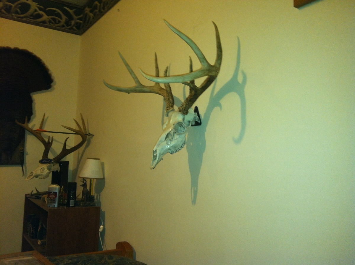 European Skull Mount Hanger - Deer Trophy Wall Hook for Taxidermy