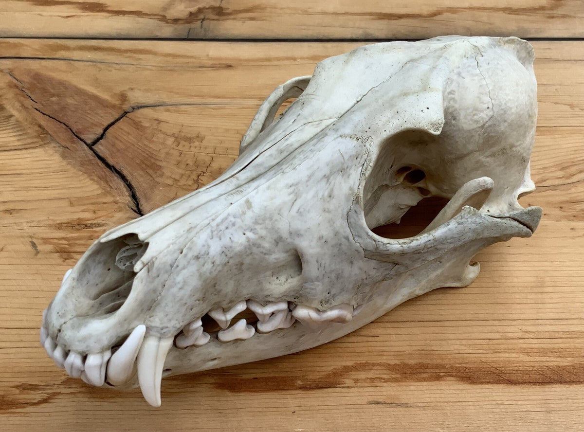 Authentic Montana Coyote Skull - Nature Cleaned, Real Taxidermy Display