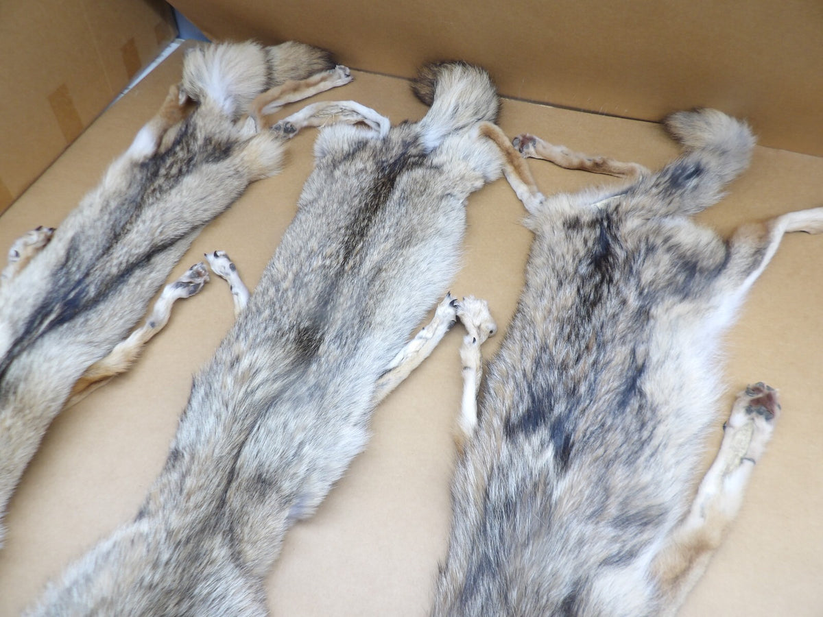 Prime XL Semi-Heavy Coyote Hide with Full Tail & All 4 Feet Wall Decor