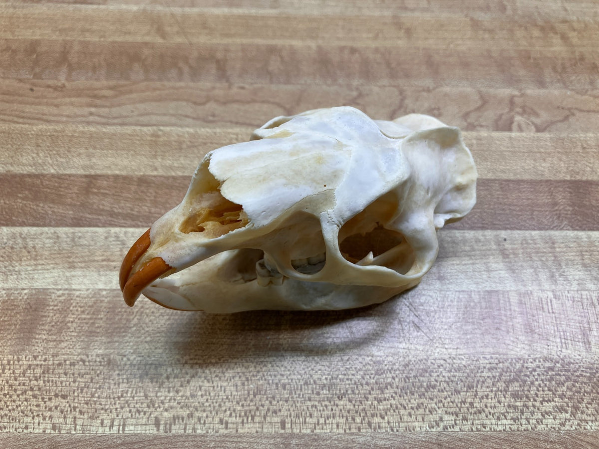 Real Bone Porcupine Skull - Decorative Natural Animal Skull, 4-5 Inches