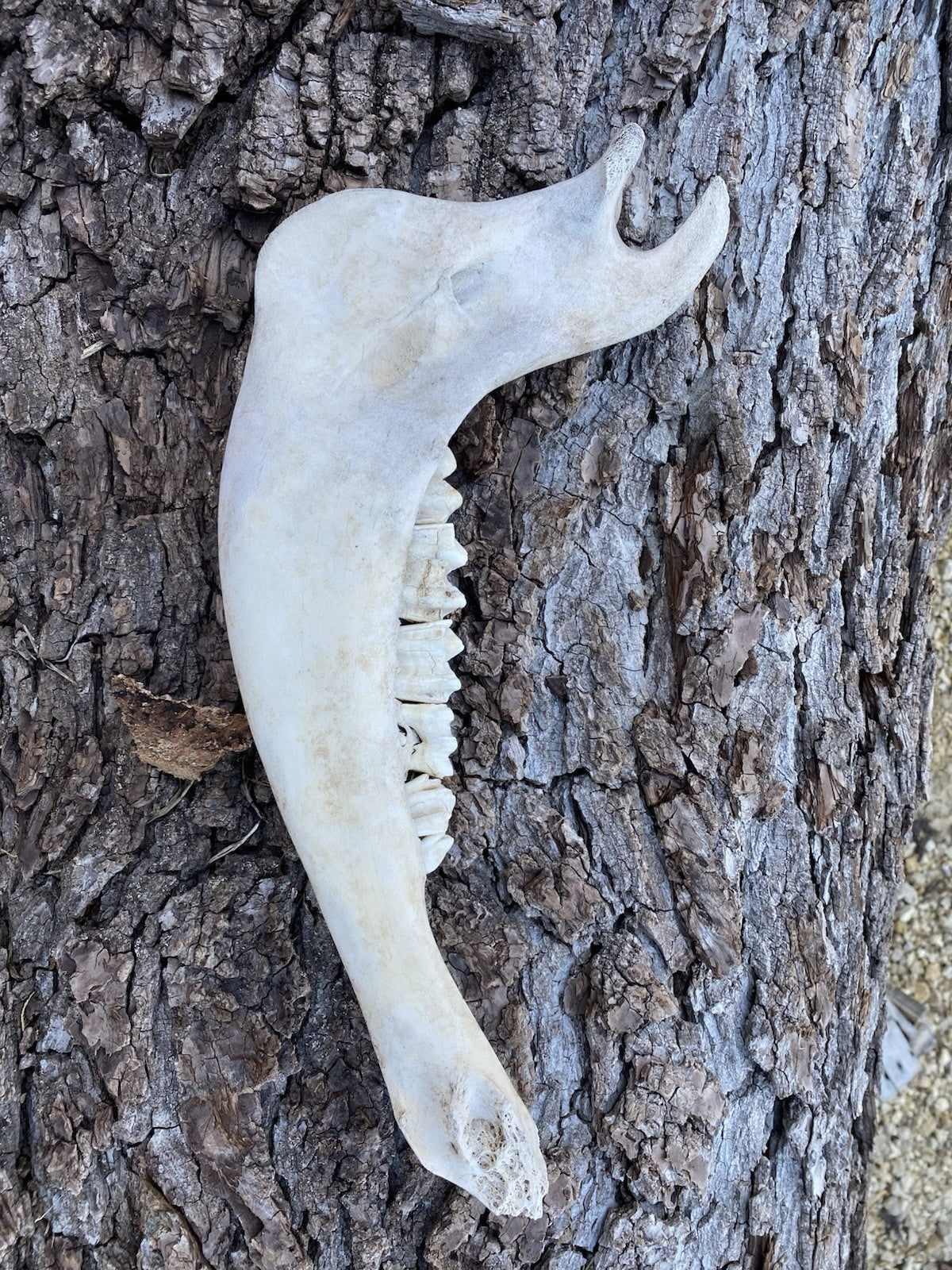 Large Buffalo/Bison Jaw Bones Log Cabin Decor - 16 Inches