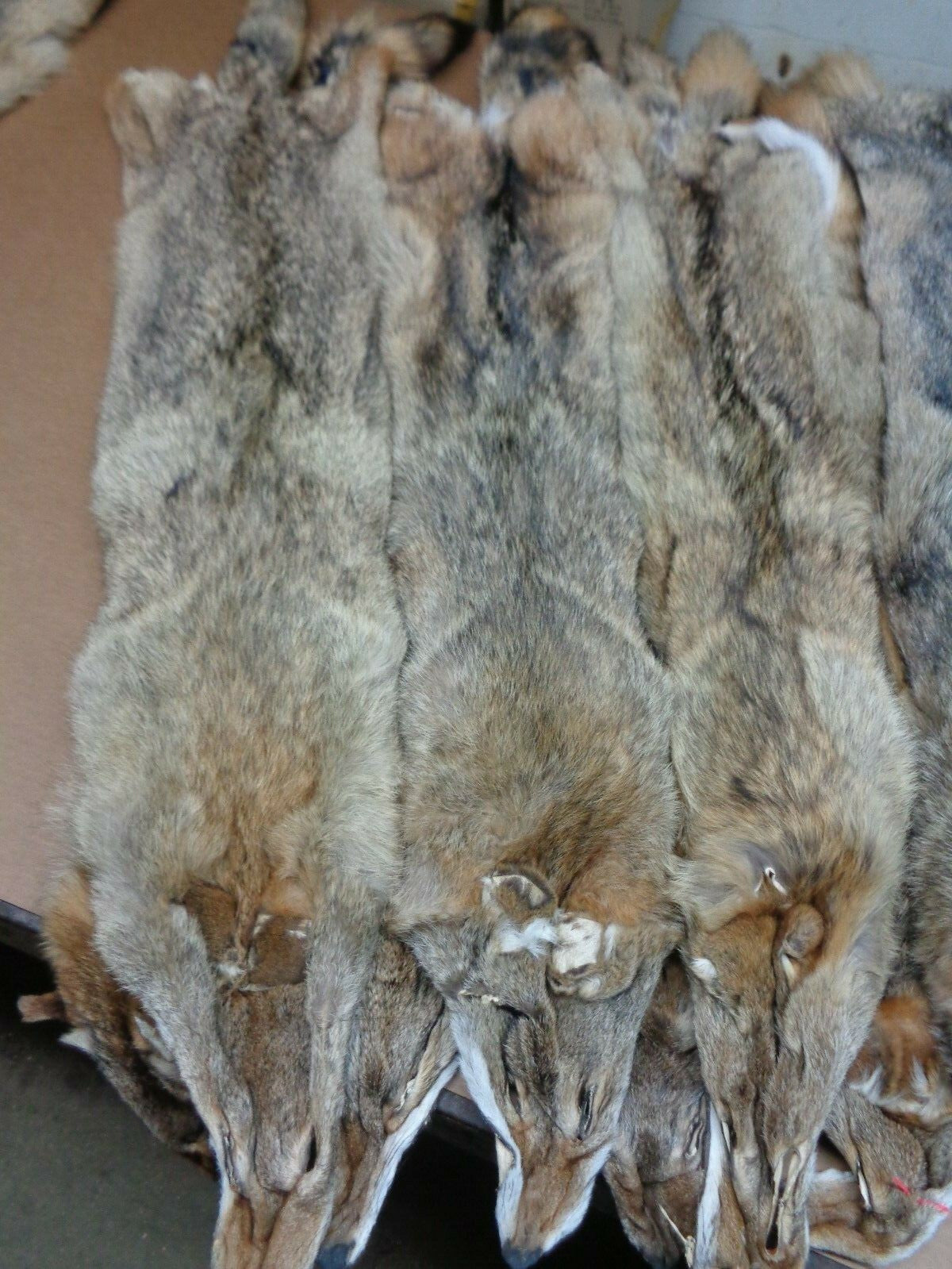 Prime Tanned Coyote Hide - XXL/XL Semi-Heavy Fur with Full Tail for Crafts & Taxidermy