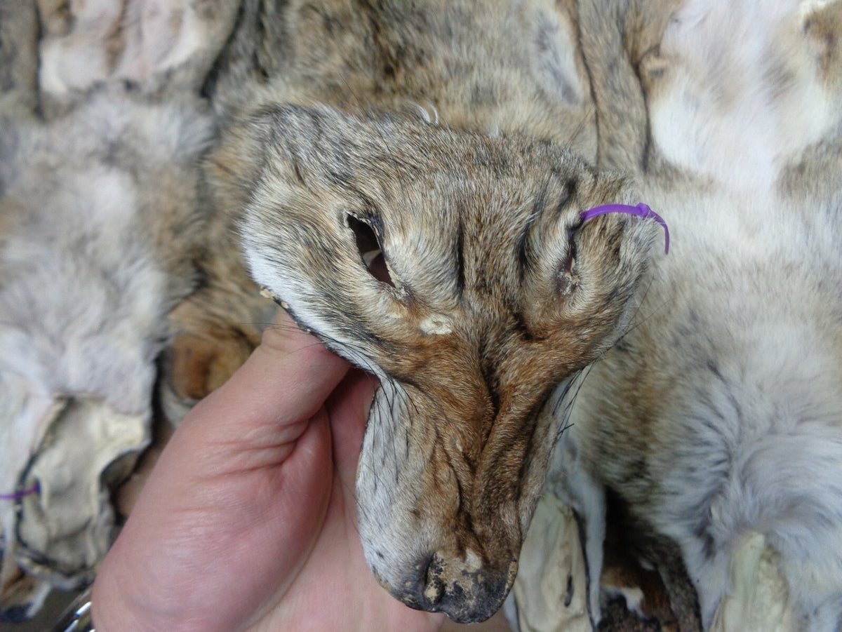 Prime Tanned Coyote Hide - XXL/XL Semi-Heavy Fur with Full Tail for Crafts & Taxidermy