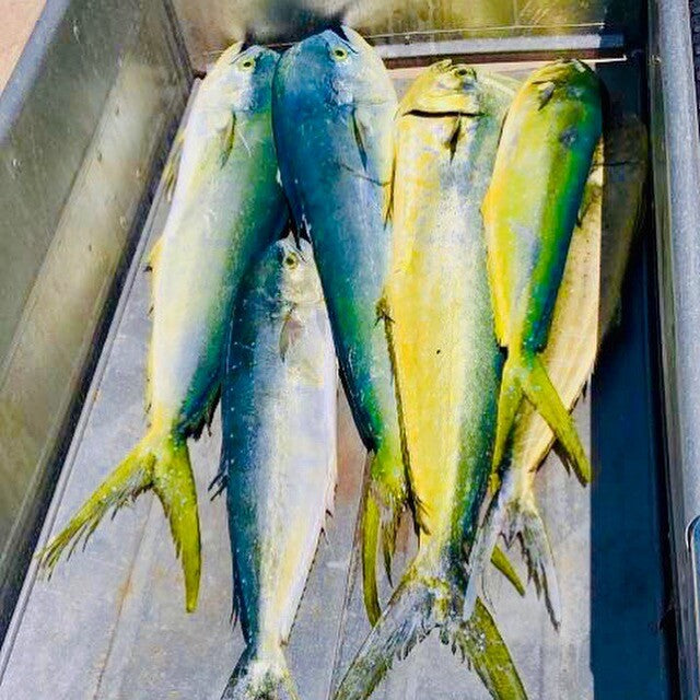 Saltwater Fishing Lure - Triple Squid Chain for Mahi Tuna & Pelagic Fish