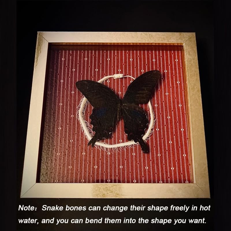 Real Animal Skull Snake Skeleton for Education & Home Décor - Professionally Cleaned