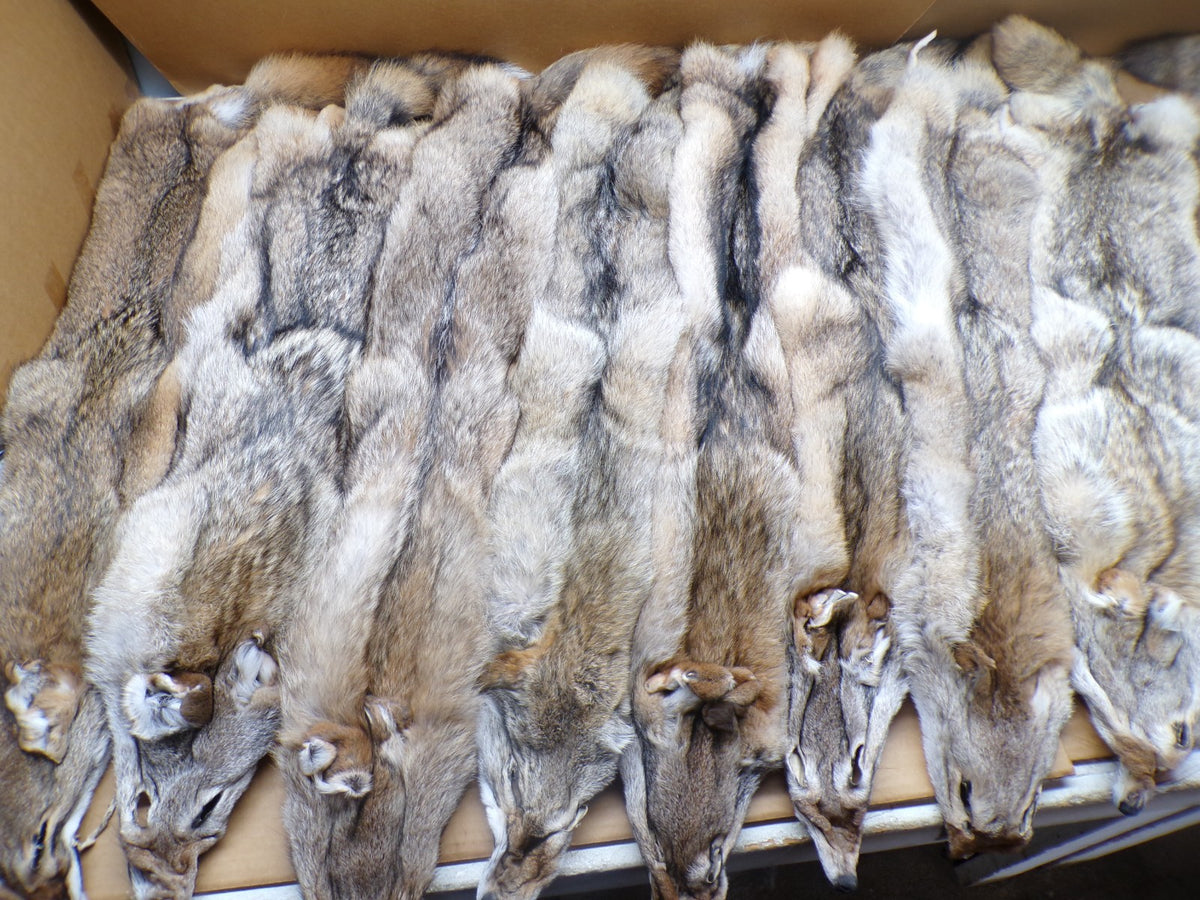 Professionally Tanned Eastern Coyote Hide - Fur & Leather for Crafting or Taxidermy