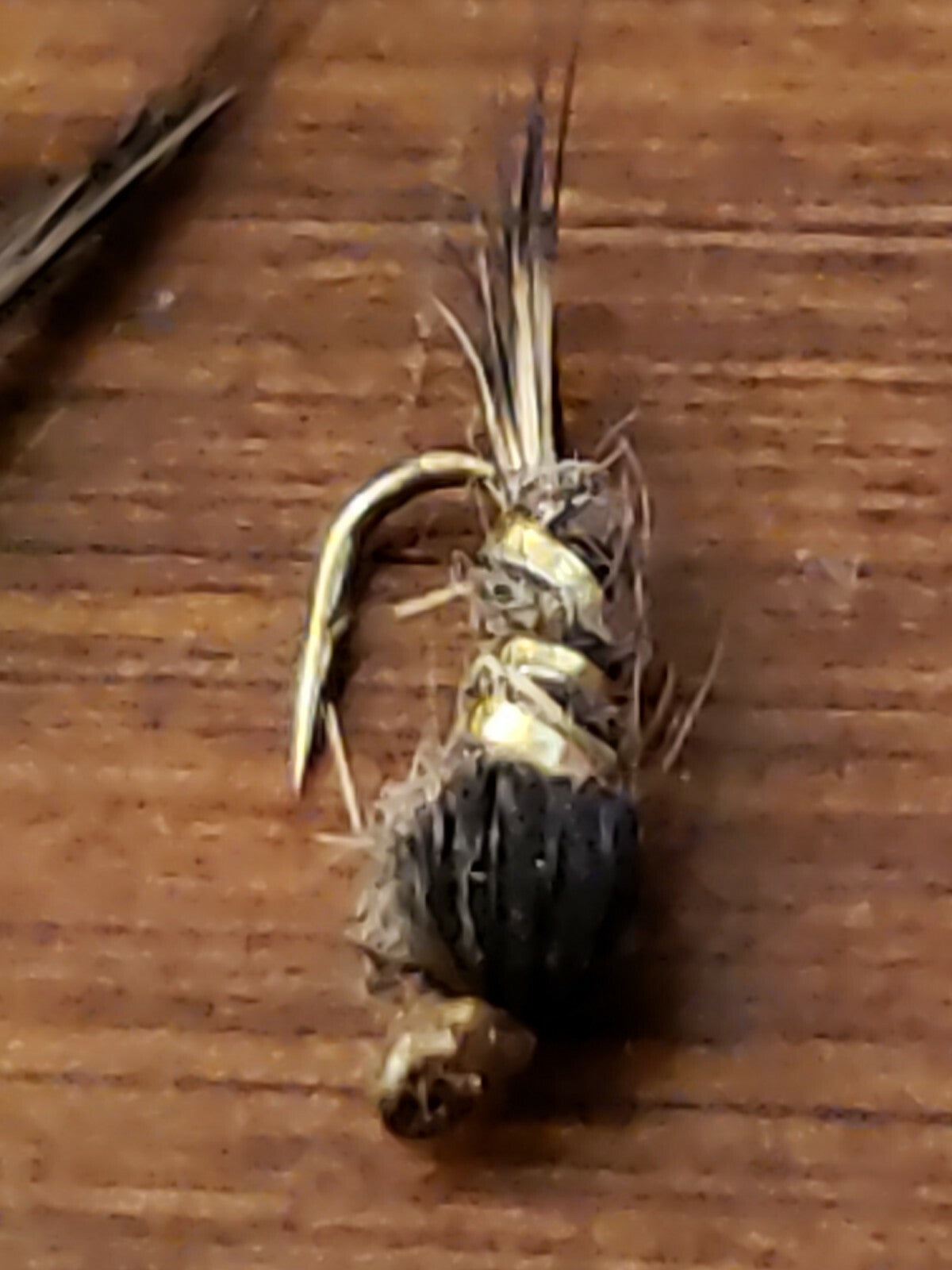 Fly Fishing Nymph Flies Dark Hare's Ear Custom Tied Size 18 - 1/2 Dozen